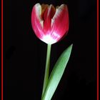 Tulpe