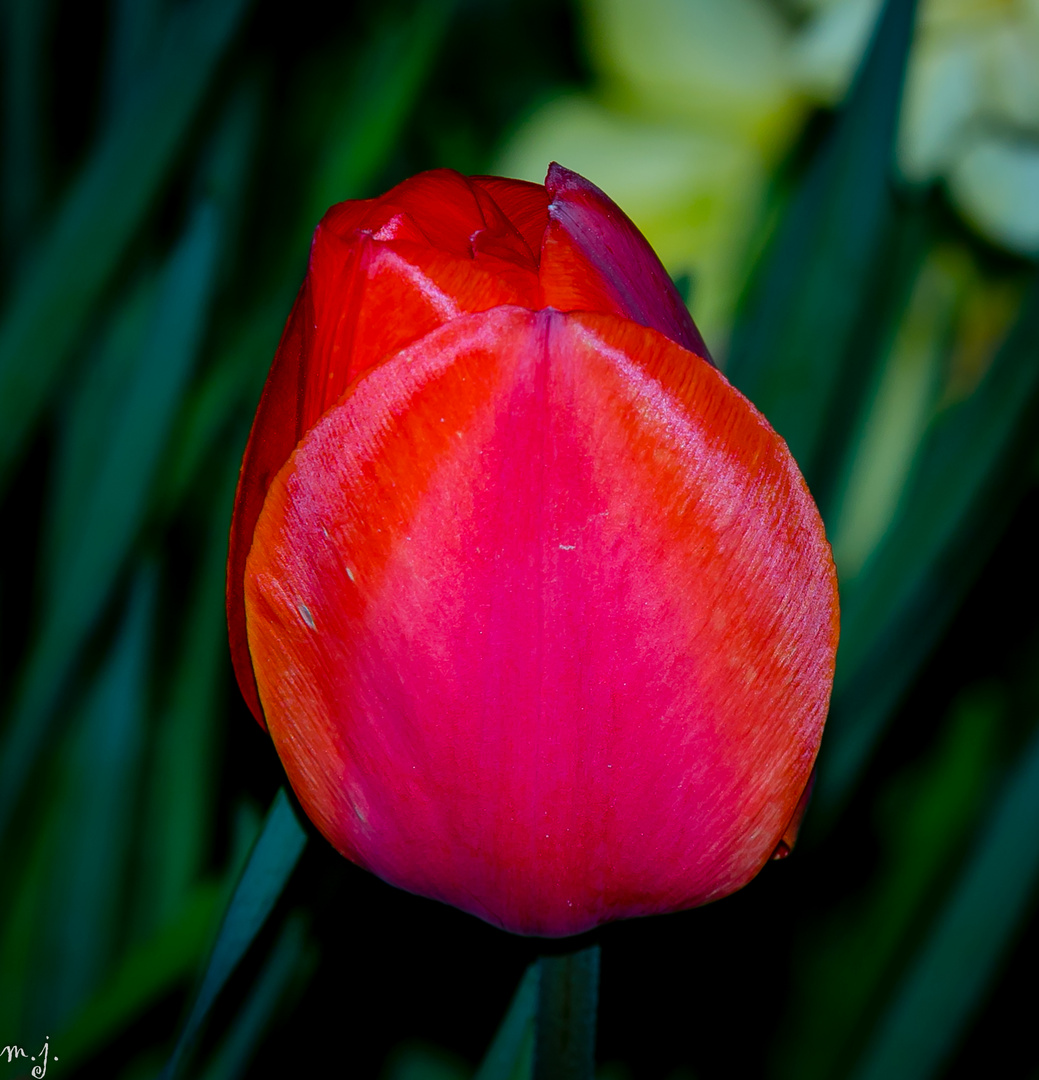 Tulpe 