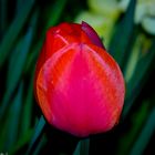 Tulpe 