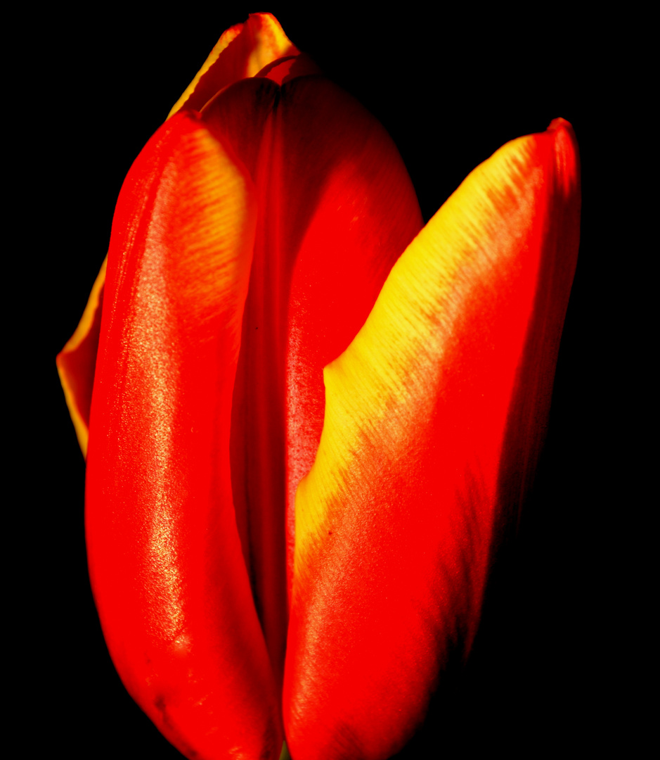 Tulpe