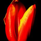 Tulpe