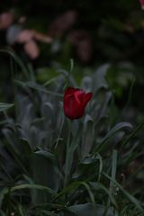 Tulpe