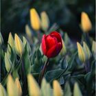 Tulpe