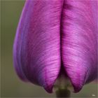 Tulpe