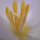 Tulpe