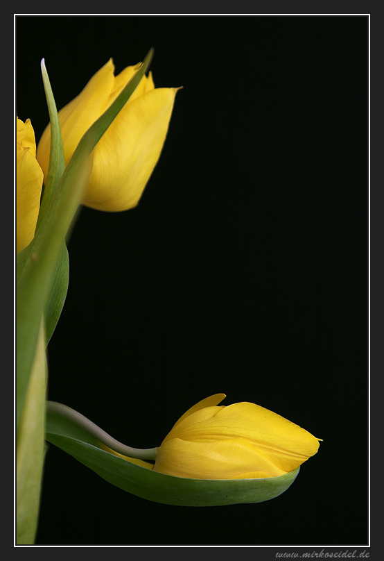 Tulpe