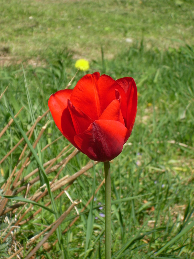 Tulpe