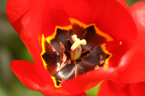 Tulpe