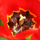 Tulpe