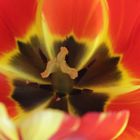 Tulpe