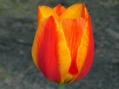 Tulpe