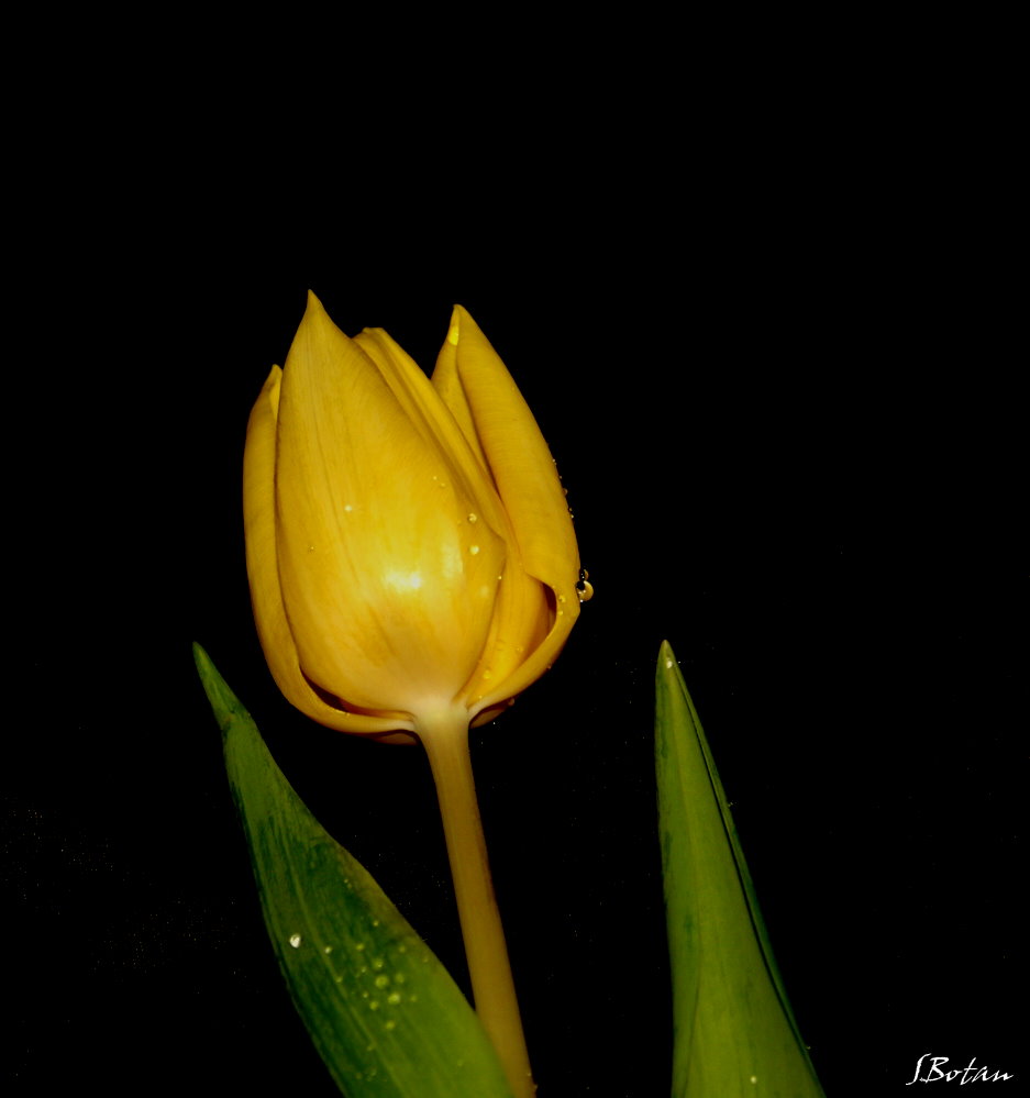 Tulpe...