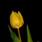 Tulpe...