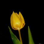 Tulpe...