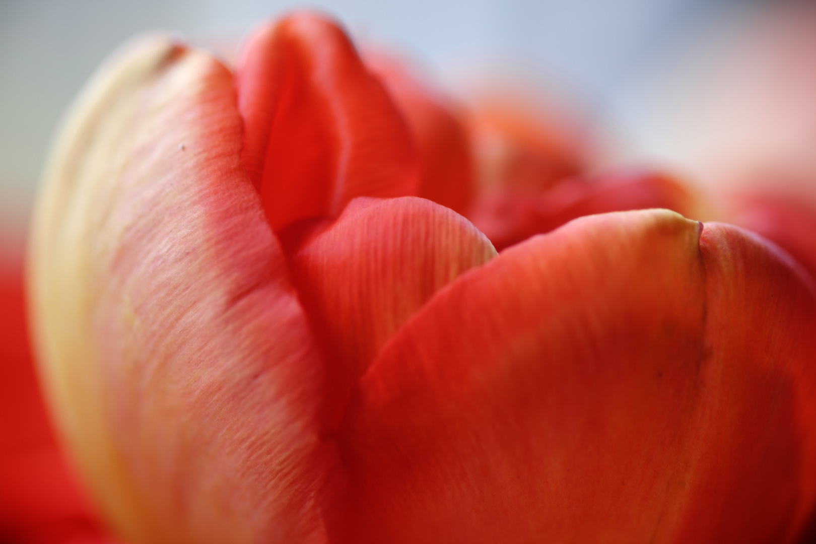 Tulpe