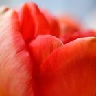 Tulpe