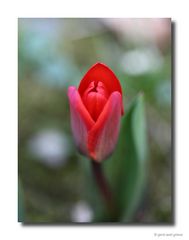 Tulpe # 7922