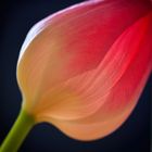 Tulpe