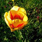 Tulpe