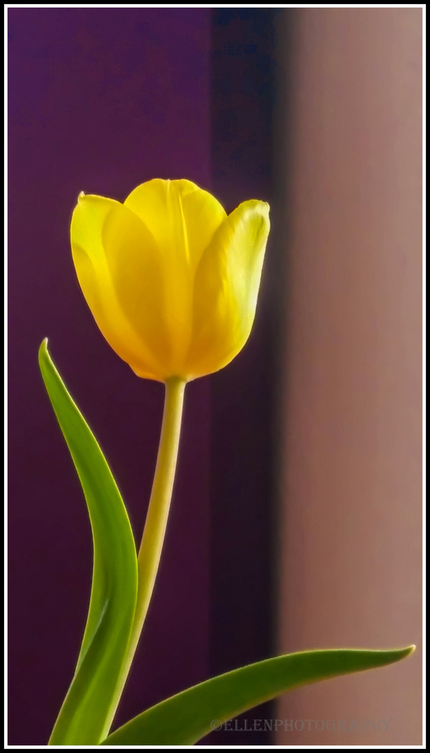 Tulpe