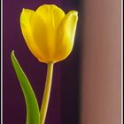 Tulpe