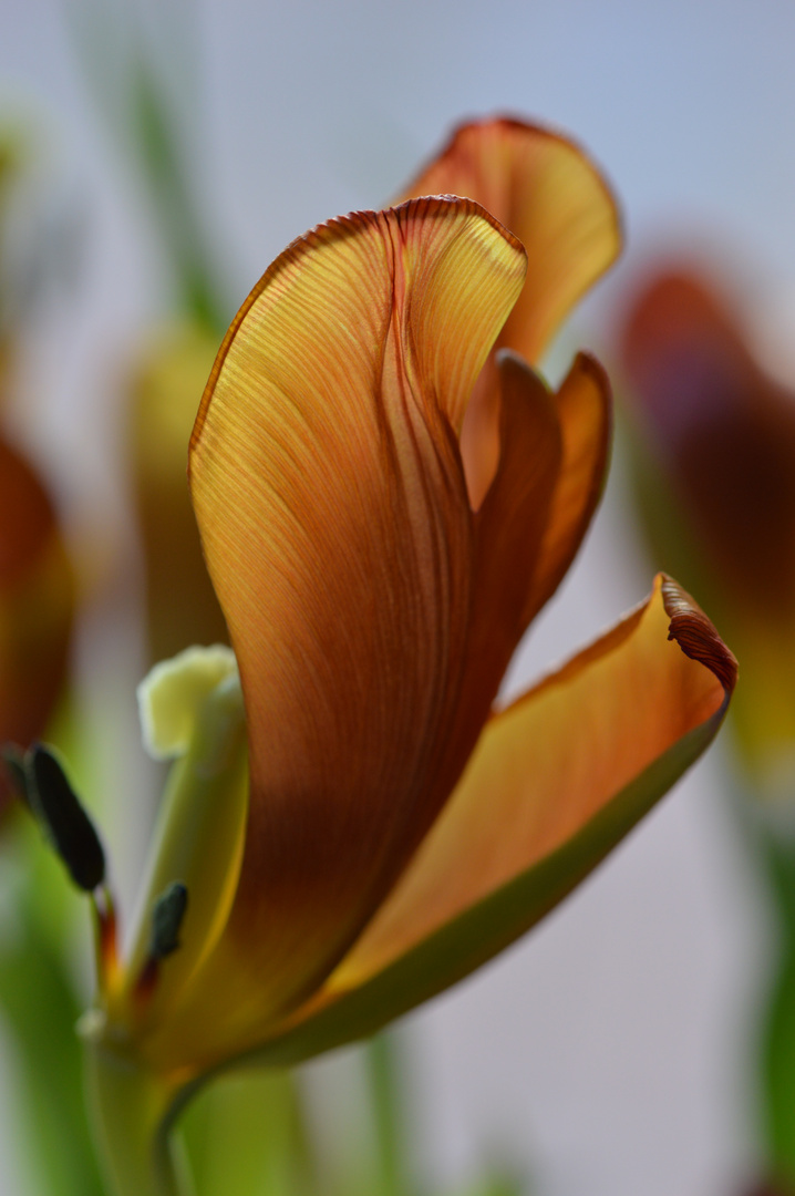 Tulpe