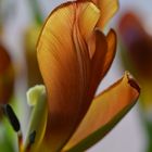 Tulpe