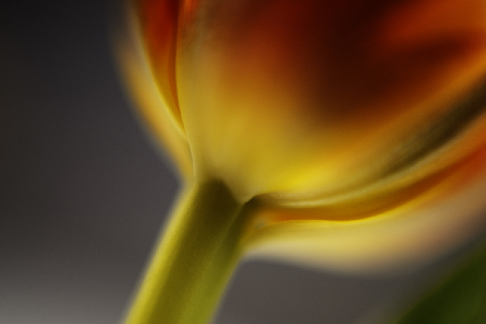 Tulpe