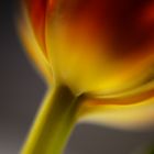 Tulpe