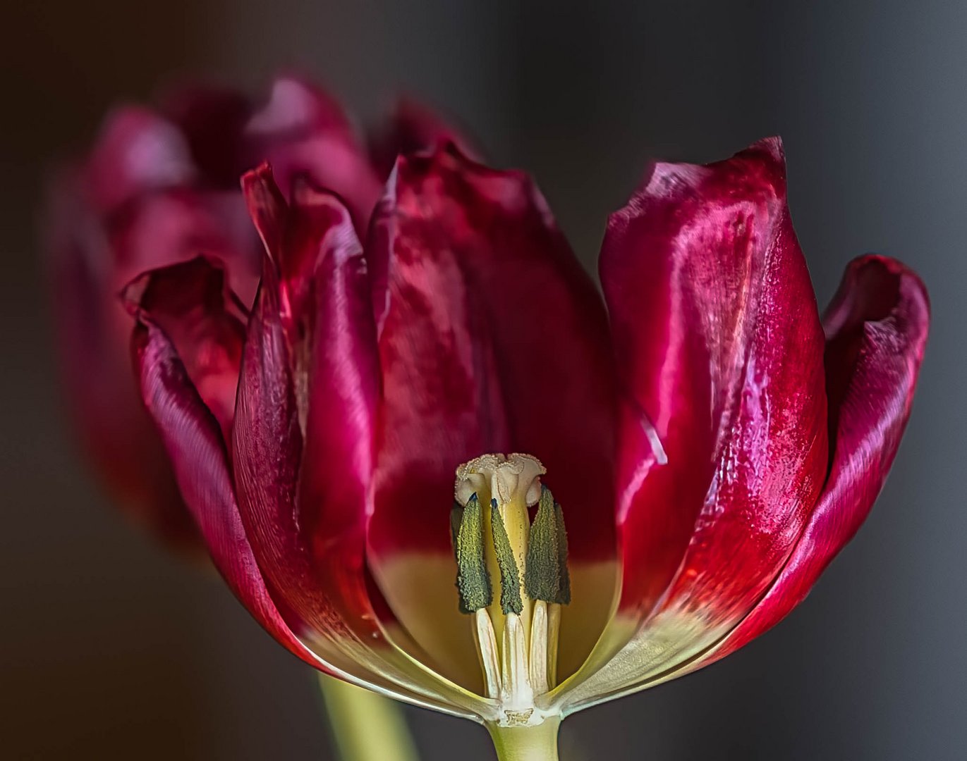 Tulpe