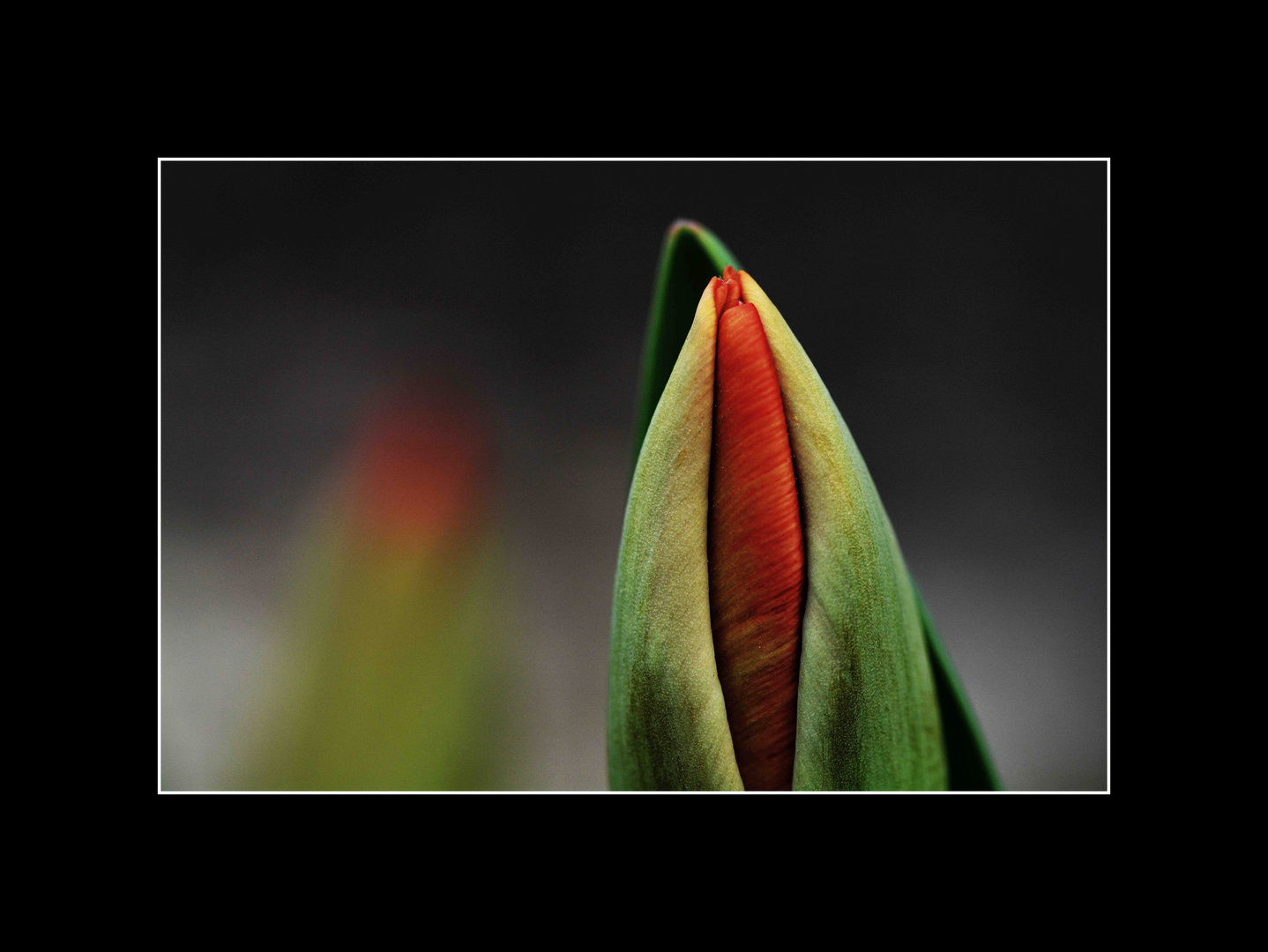 Tulpe