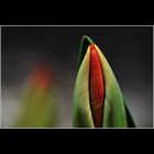 Tulpe