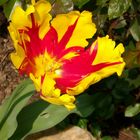 Tulpe