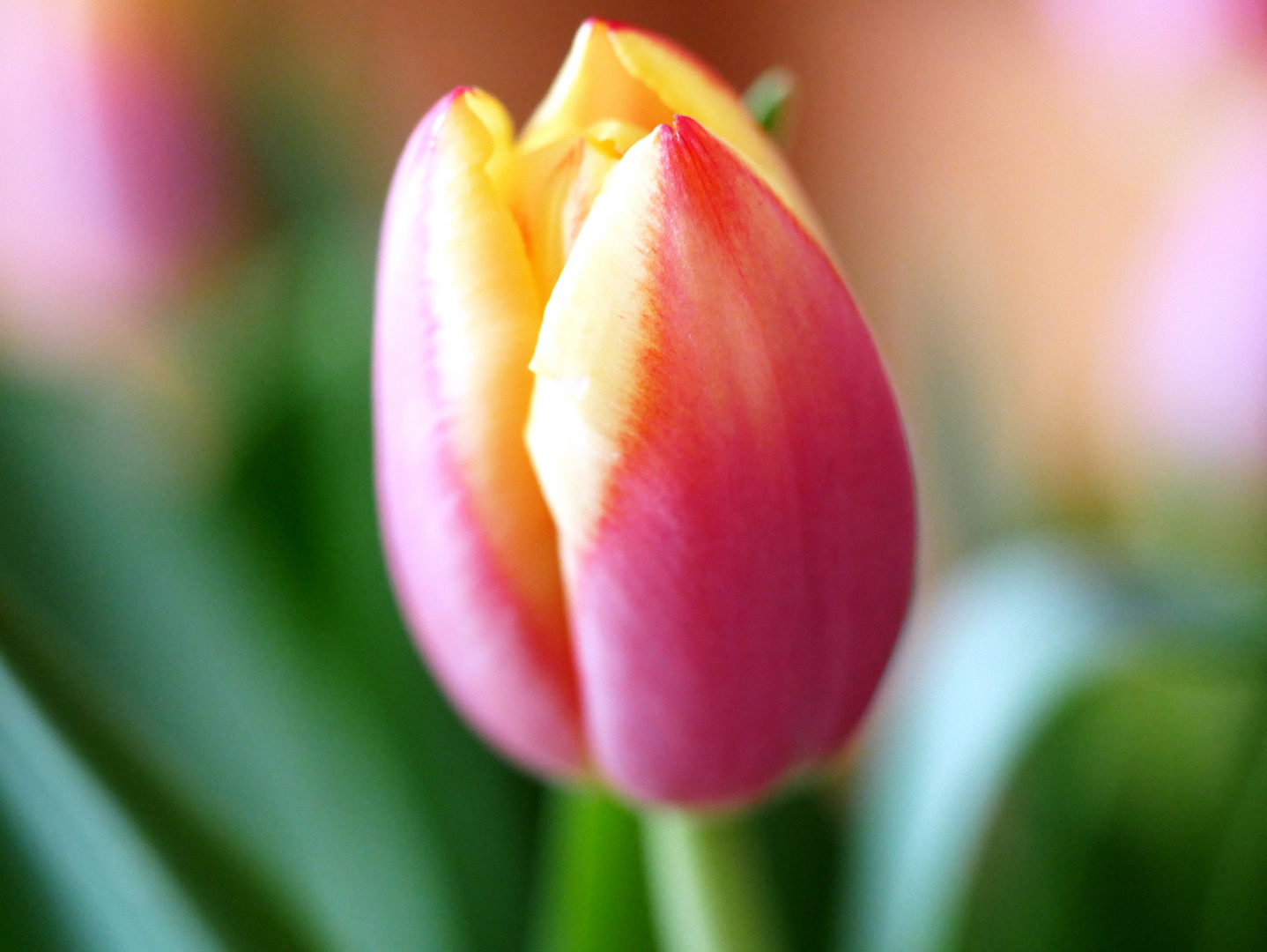 Tulpe