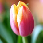 Tulpe