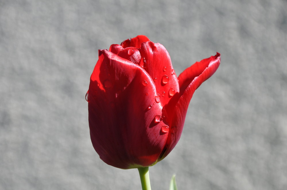 Tulpe