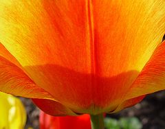 Tulpe