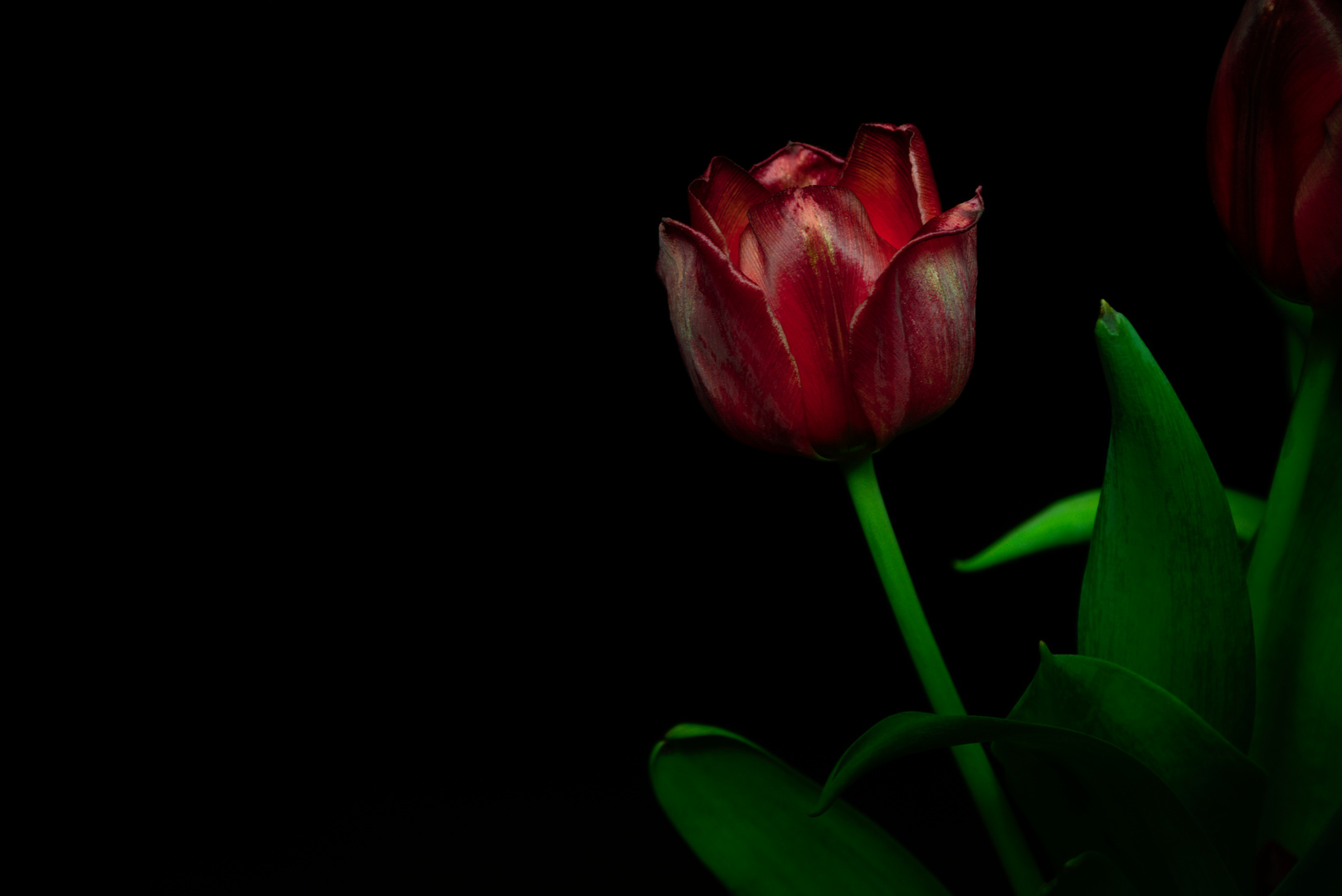 Tulpe