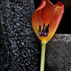 Tulpe