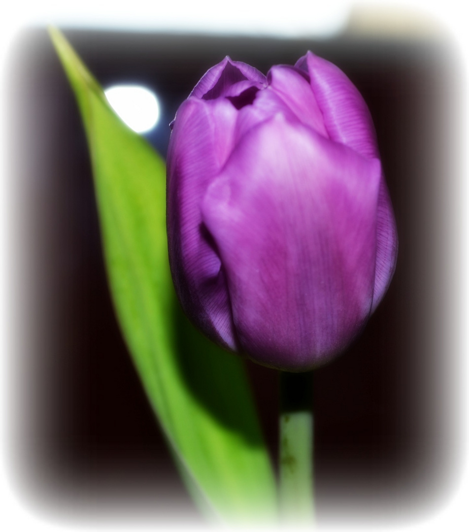 Tulpe