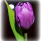 Tulpe