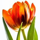 Tulpe