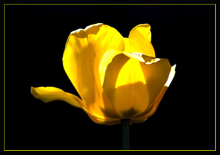 Tulpe