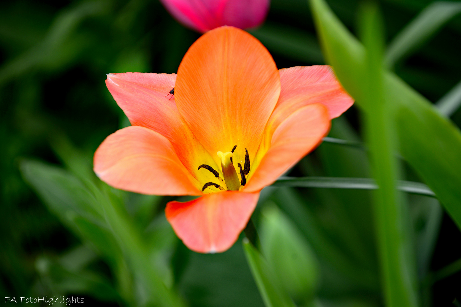 Tulpe 