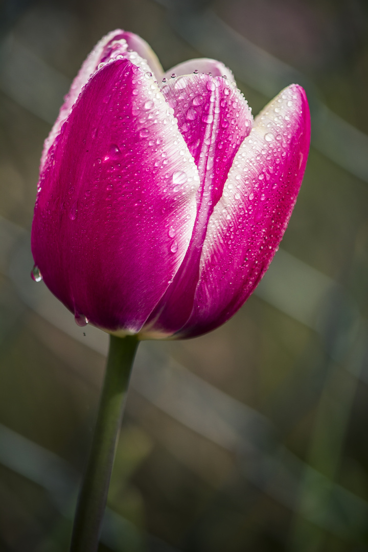 Tulpe