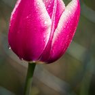 Tulpe