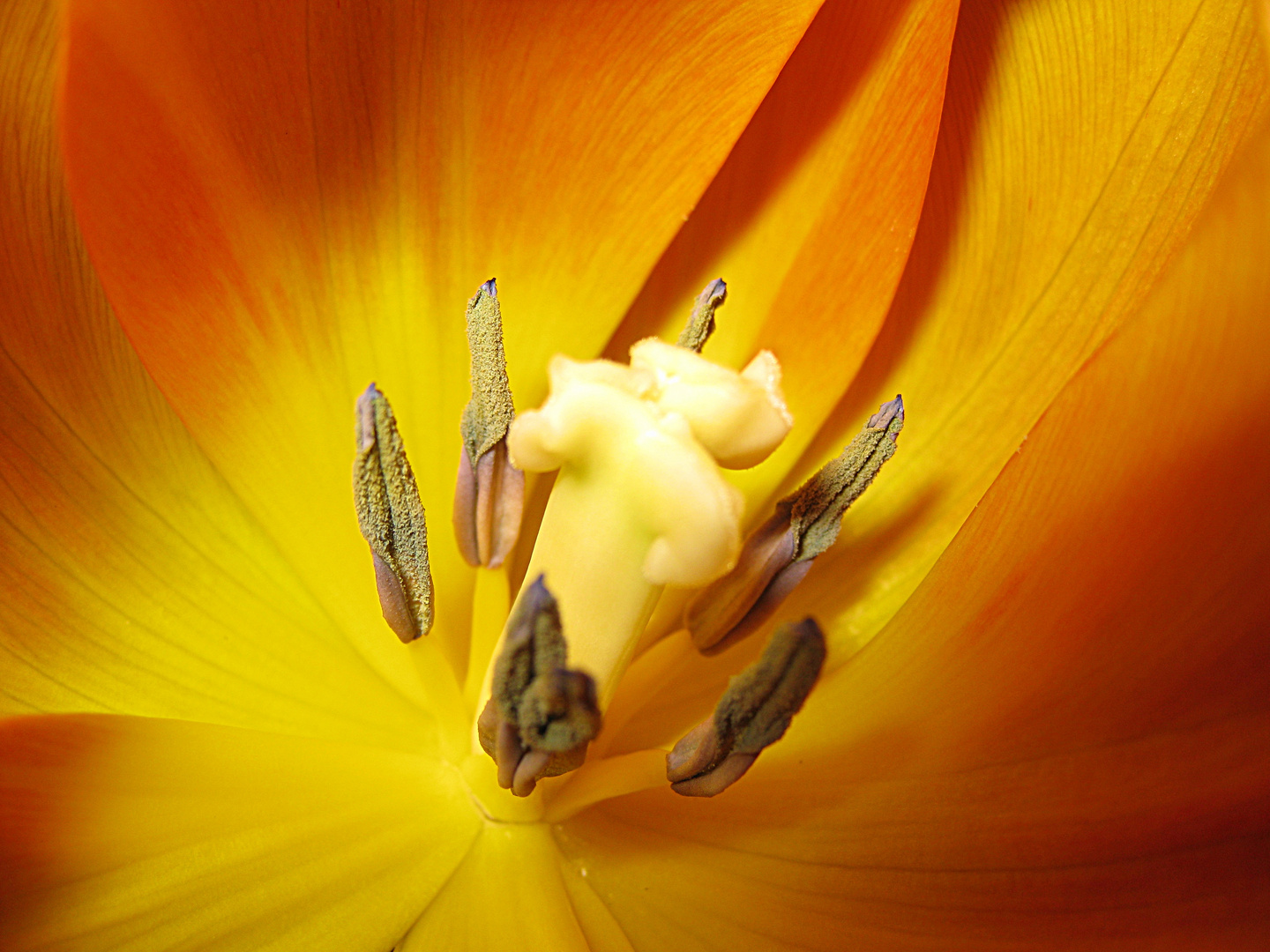 Tulpe.....