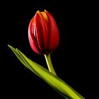 Tulpe