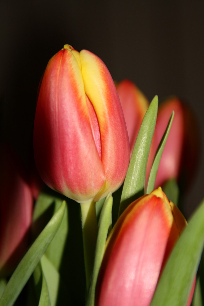 Tulpe