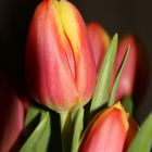 Tulpe